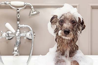 Warum soll ich meinen Hund im Hundesalon baden lassen?