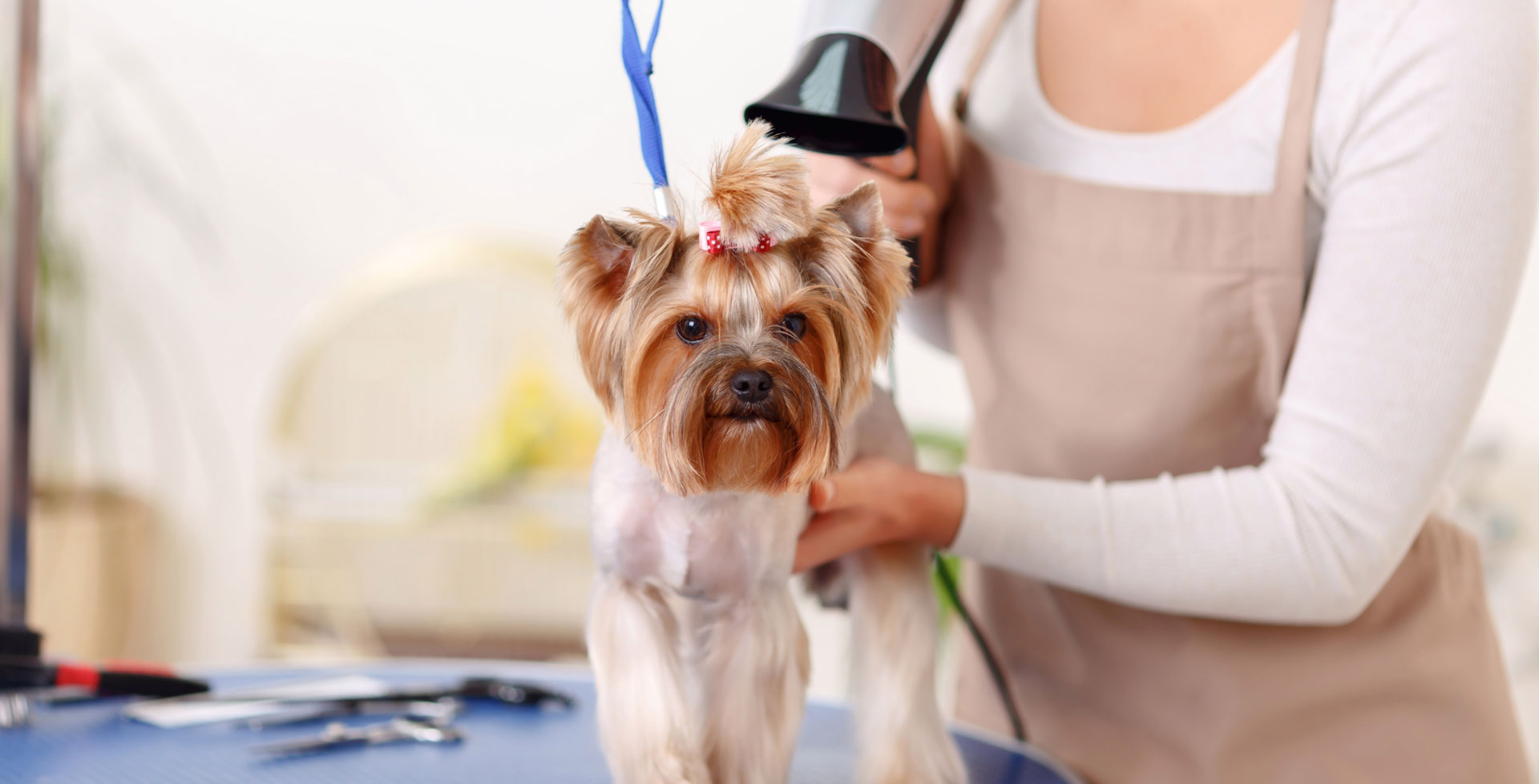 Hundefriseur In Der Nähe Jetzt Geöffnet DOGing Station – Ausbildung