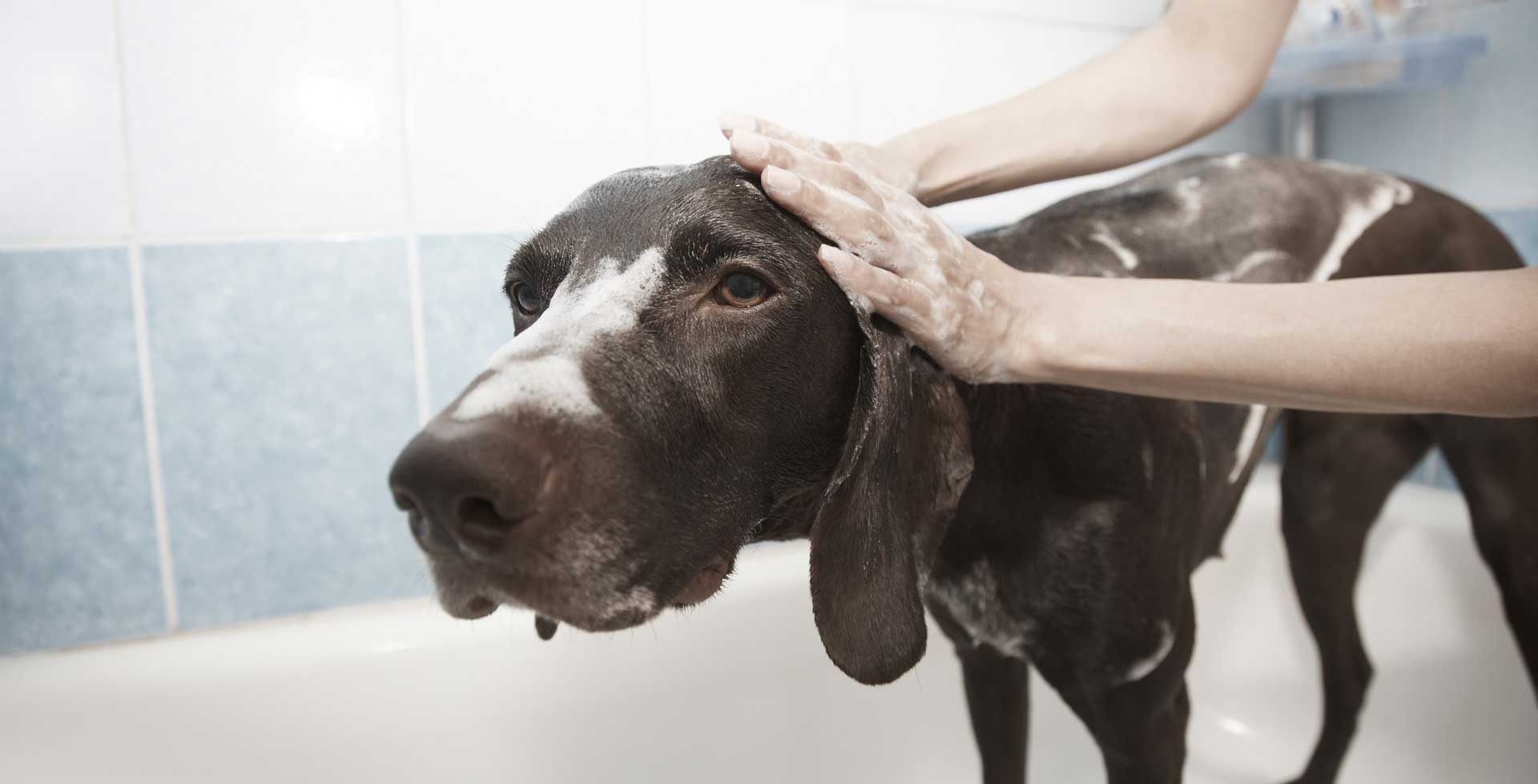 Hund wird in der Badewanne gewaschen